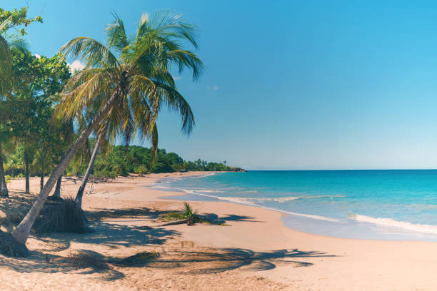 Bougie Martinique